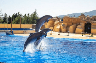 Delfine springen während einer Marineland-Show ins Becken